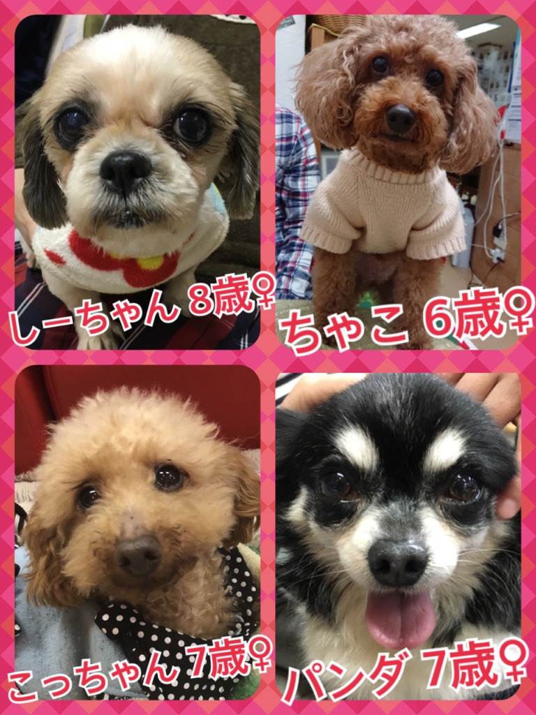 本日の里親募集中メンバーたち🐾